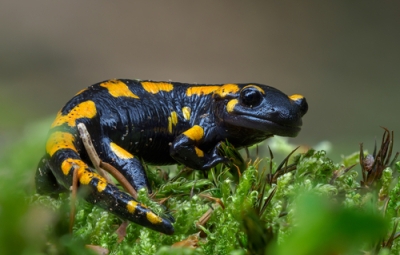 Salamandre - image générique d'illustration - Stocklib