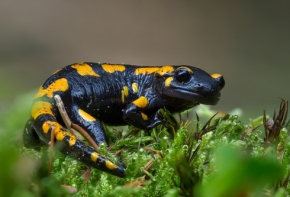 Salamandre - image générique d'illustration - Stocklib